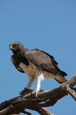 Image of Martial Eagle