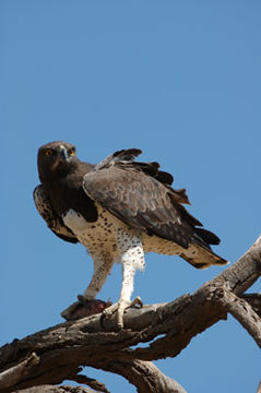 Image of Martial Eagle