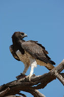 Polemaetus bellicosus (Daudin 1800) resmi