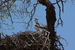 Image of Martial Eagle