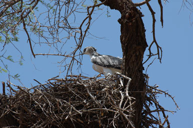 Image of Martial Eagle