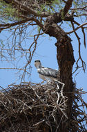 Image of Martial Eagle