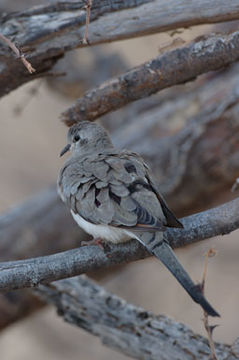 Imagem de Oena capensis (Linnaeus 1766)