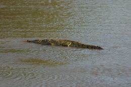 Image of Nile crocodile