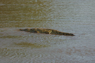 Image of Nile crocodile