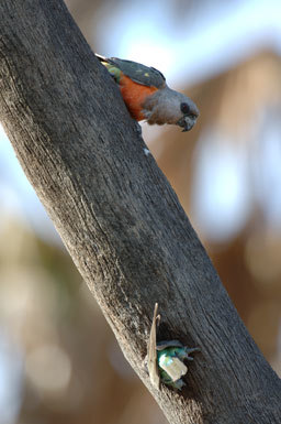Image of Orange-bellied Parrot