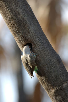 Image of Orange-bellied Parrot