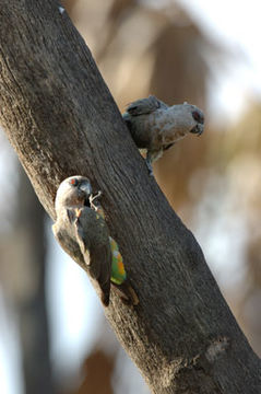 Image of Orange-bellied Parrot