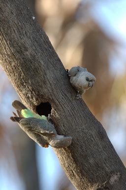 Image of Orange-bellied Parrot