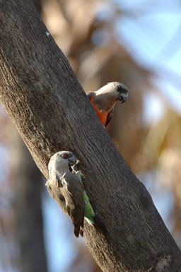 Image of Orange-bellied Parrot