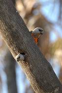 Image of Orange-bellied Parrot