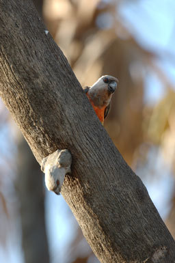 Image of Orange-bellied Parrot