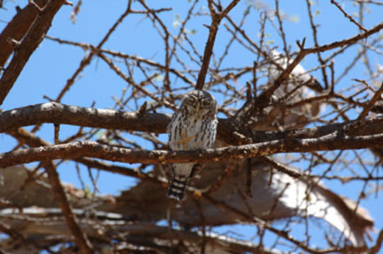 Image of Pearl-spotted Owlet