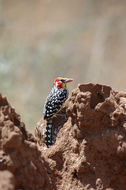 Trachyphonus erythrocephalus Cabanis 1878 resmi