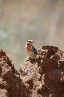 Image of Red-and-yellow Barbet