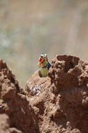 Image of Red-and-yellow Barbet