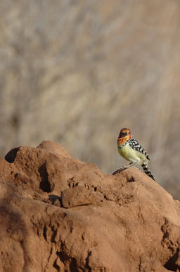 Image of Red-and-yellow Barbet