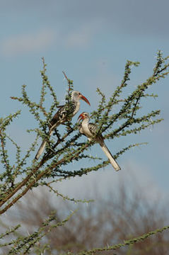 Imagem de Tockus erythrorhynchus (Temminck 1823)