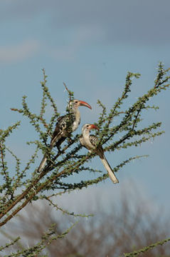 Imagem de Tockus erythrorhynchus (Temminck 1823)