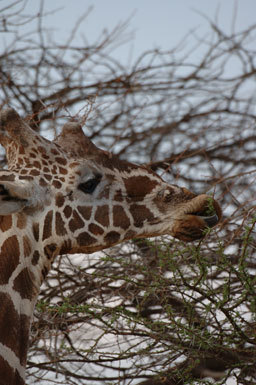 Plancia ëd <i>Giraffa camelopardalis reticulata</i>