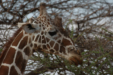 Plancia ëd <i>Giraffa camelopardalis reticulata</i>