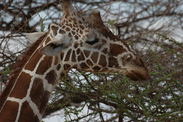 Plancia ëd <i>Giraffa camelopardalis reticulata</i>