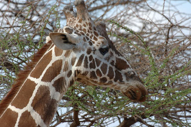 Plancia ëd <i>Giraffa camelopardalis reticulata</i>