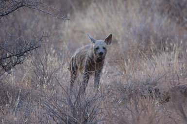 Image of Striped Hyena