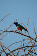 Image of Superb Starling