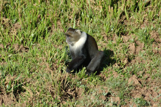 Plancia ëd <i>Cercopithecus albogularis kolbi</i>