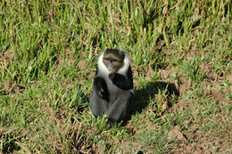 Image of Mount Kenya Sykes' monkey