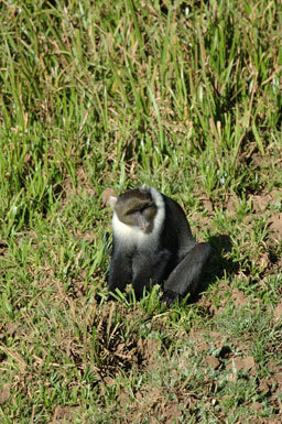 Image de <i>Cercopithecus albogularis kolbi</i>