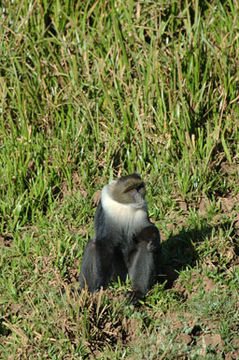 Image of Mount Kenya Sykes' monkey