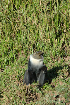 Image of Mount Kenya Sykes' monkey