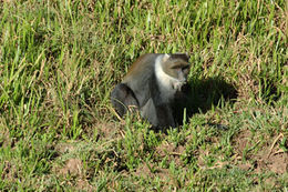 Image of Mount Kenya Sykes' monkey