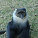 Image of Mount Kenya Sykes' monkey