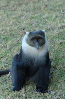 Слика од <i>Cercopithecus albogularis kolbi</i>