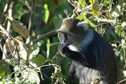 Image of Mount Kenya Sykes' monkey