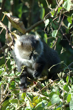 Image of Mount Kenya Sykes' monkey