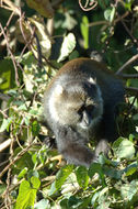 Image of Mount Kenya Sykes' monkey
