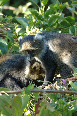 Image of Mount Kenya Sykes' monkey