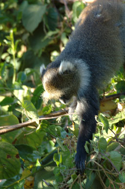 Image of Mount Kenya Sykes' monkey