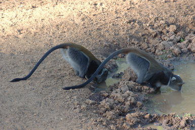 Image of Mount Kenya Sykes' monkey