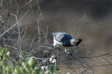 Image of White-bellied Go-away-bird