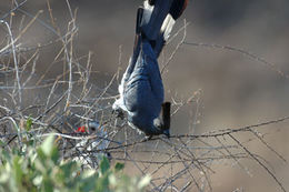 Image of White-bellied Go-away-bird