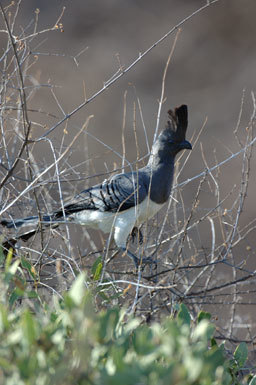 Image of White-bellied Go-away-bird