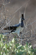 Image of White-bellied Go-away-bird