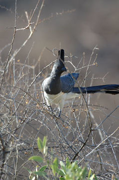 Image of White-bellied Go-away-bird