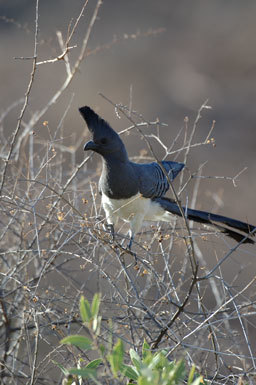 Image of White-bellied Go-away-bird