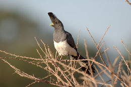 Image of White-bellied Go-away-bird